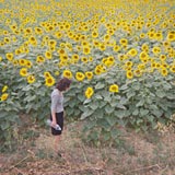 Vibeke Tandberg, Sunflowers #1, 2001